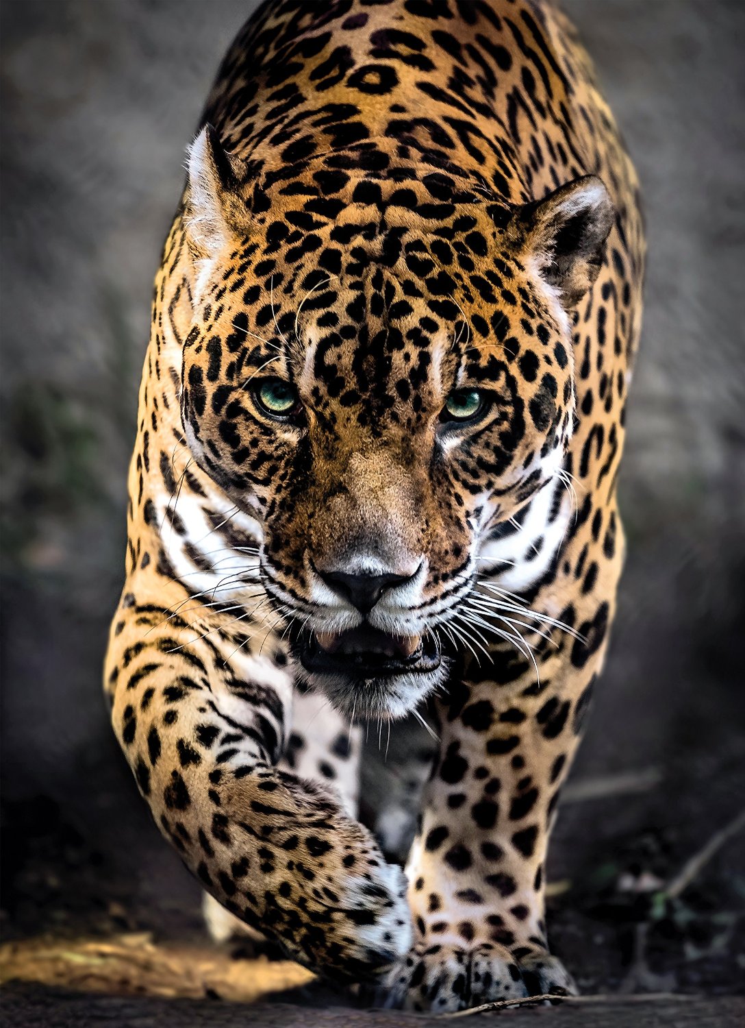 Clementoni - Jaguar (1000 dielikov)