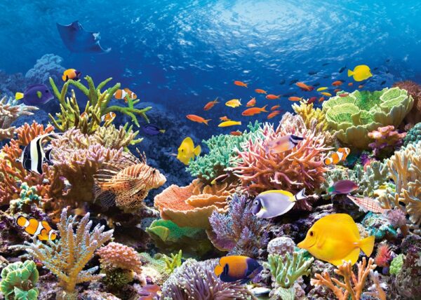 Castorland - Coral Reef (1000 dielikov)