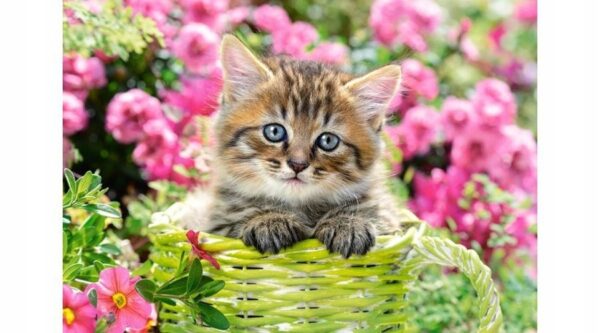 Castorland - Kitten in Flower Garden (500 dielikov)